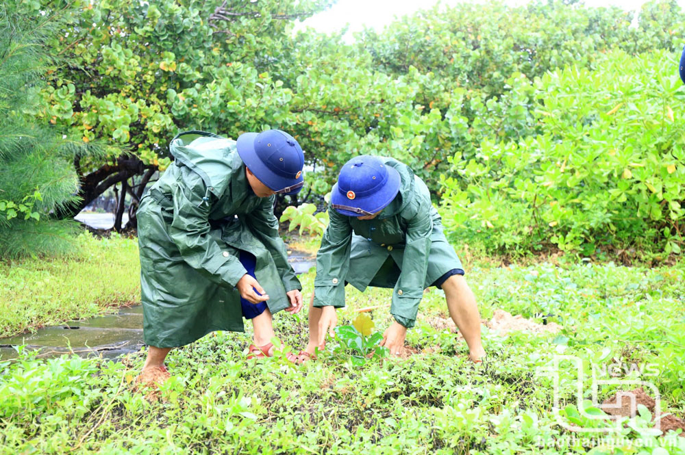 Hưởng ứng nét đẹp “Tết trồng cây” theo lời Bác Hồ dạy, dịp đầu Xuân mới, quân và dân trên quần đảo Trường Sa tích cực trồng mới nhiều loại cây xanh.