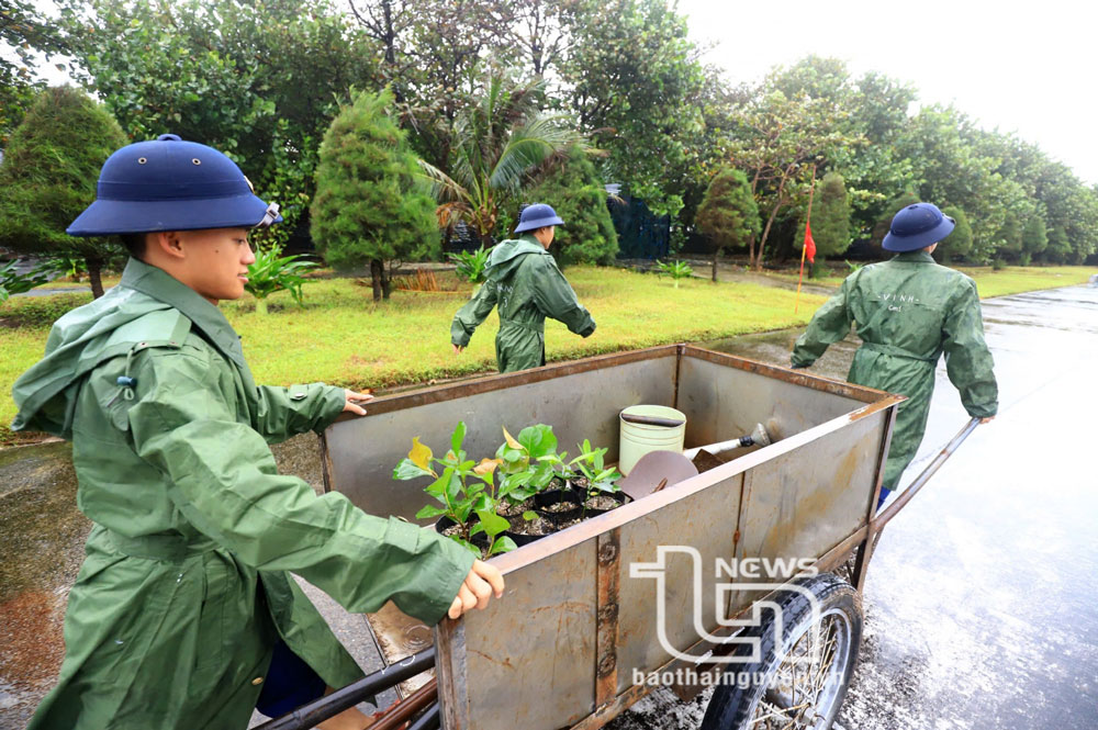 Cây bàng vuông được trồng trên hầu hết các đảo ở Trường Sa do đặc điểm chịu được thời tiết khắc nghiệt nơi đây.