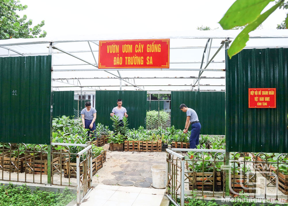 Từ năm 2023 đến nay, các cán bộ, chiến sĩ trên quần đảo Trường Sa đã xây dựng được 6 vườn ươm cây giống với diện tích khoảng 3.500m2 để tạo nguồn cây xanh.