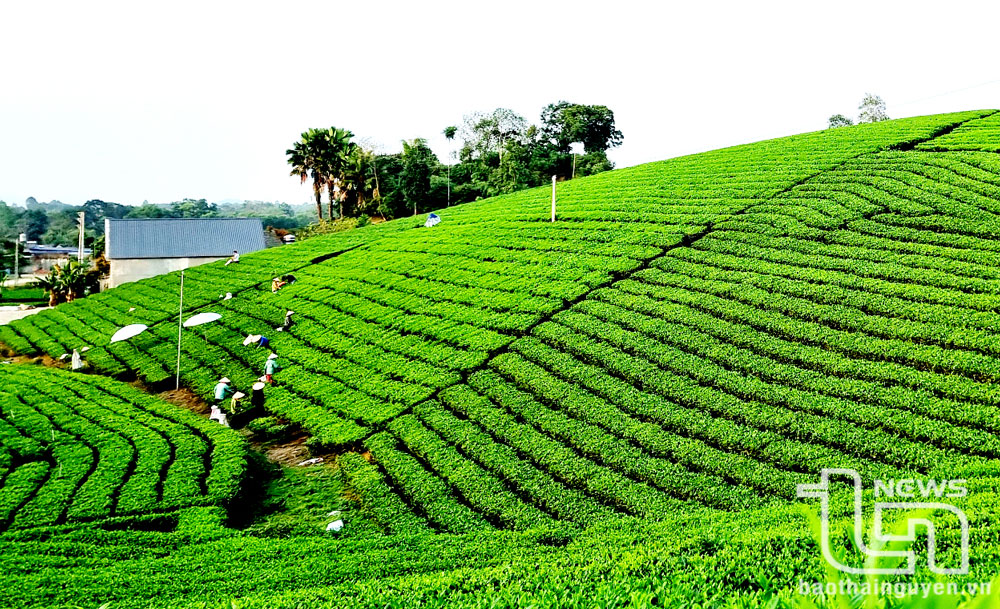 Vùng chè La Bằng (Đại Từ) với diện tích gần 350ha, đem lại giá trị kinh tế cao từ sản phẩm trà và du lịch.