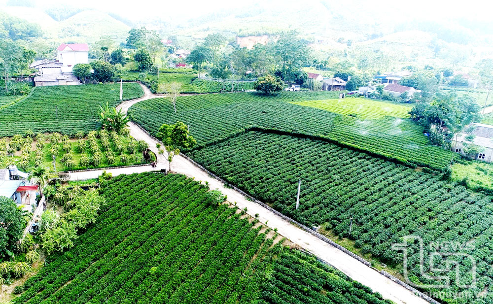 Vùng chè Phú Đô (Phú Lương).