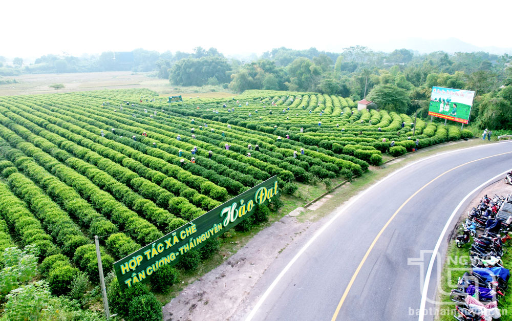 Nằm cách trung tâm TP. Thái Nguyên 13km về phía Tây, Tân Cương là vùng đất bán sơn địa, cảnh quan thiên nhiên tươi đẹp với những đồi chè xanh thoai thoải, hút hồn du khách.