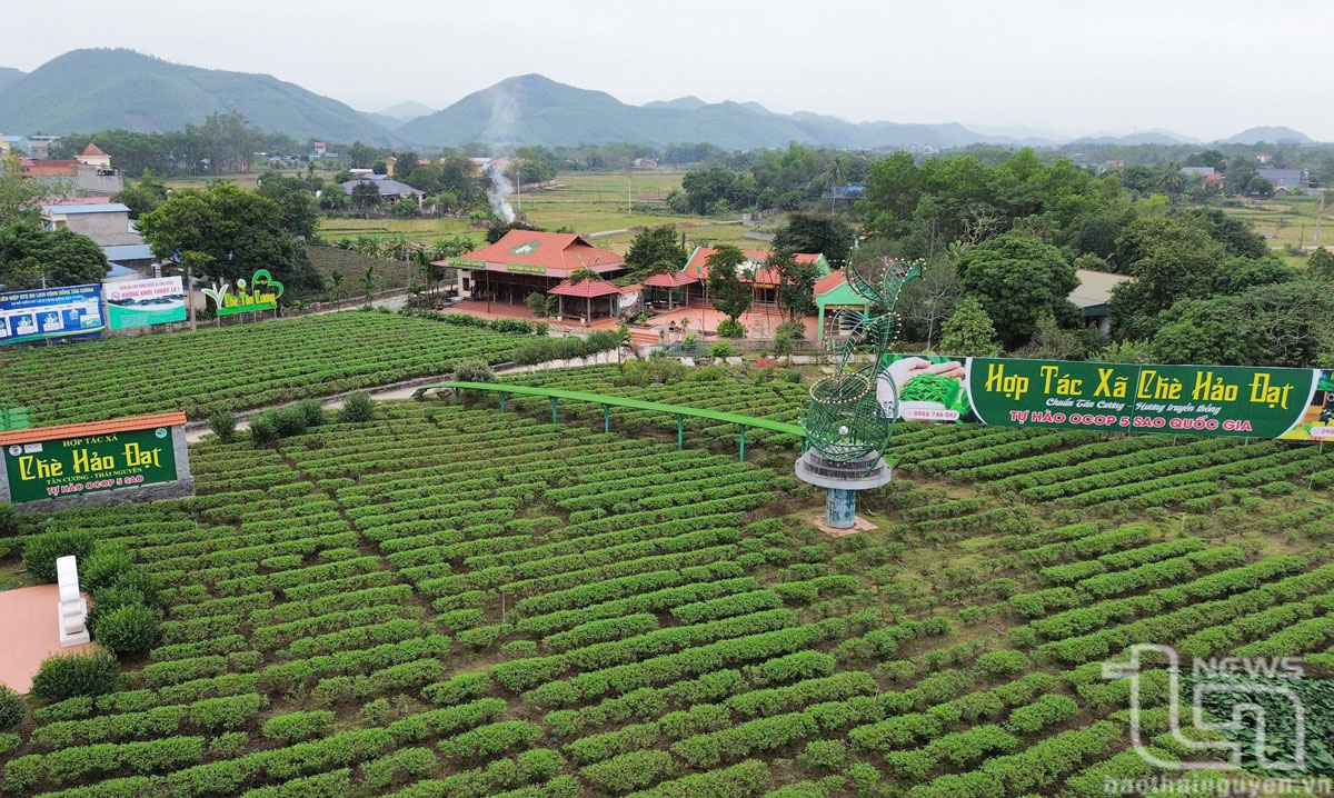 Hương Xuân trên những nương chè