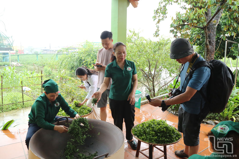 Chị Đào Thanh Hảo giới thiệu phương pháp sao chè thủ công đến khách du lịch.