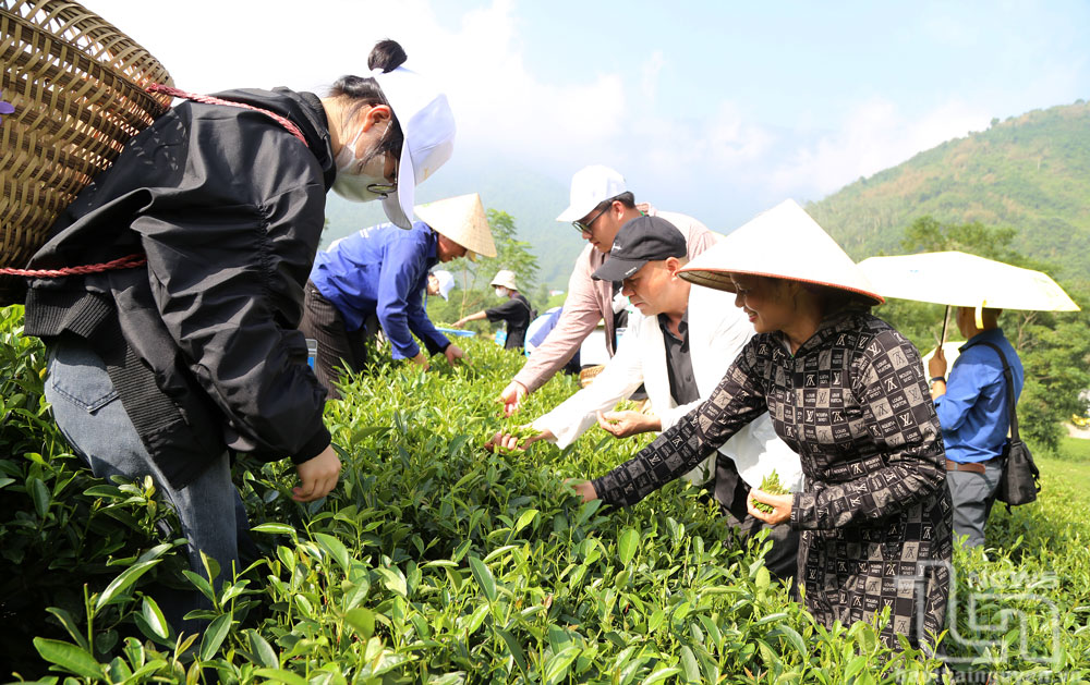 HTX chè La Bằng còn là điểm đến thú vị trong các chuyến trải nghiệm của học sinh và du khác trong, ngoài nước.