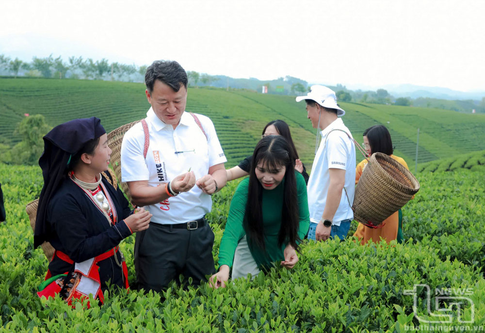 Nâng tầm giá trị cây chè, văn hóa trà: Yêu cầu từ thực tiễn