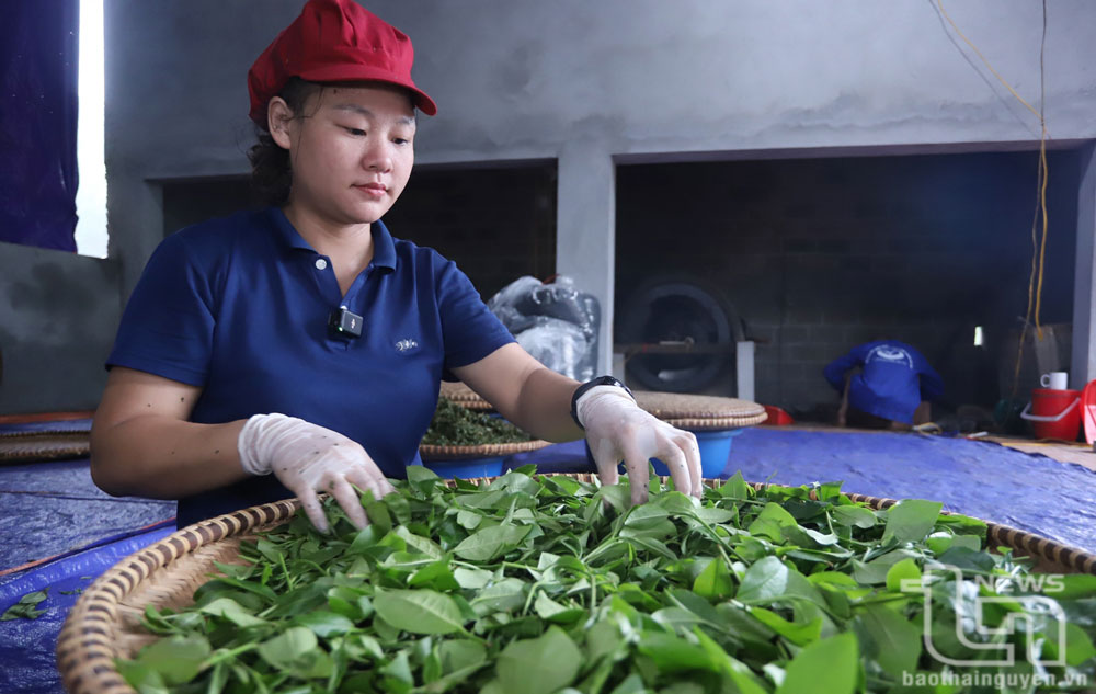 Dám nghĩ, dám làm để nâng giá trị chè trung du