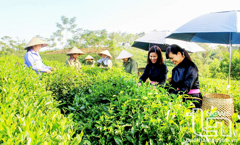 Người dân xã Sơn Phú (Định Hóa) thu hái chè.