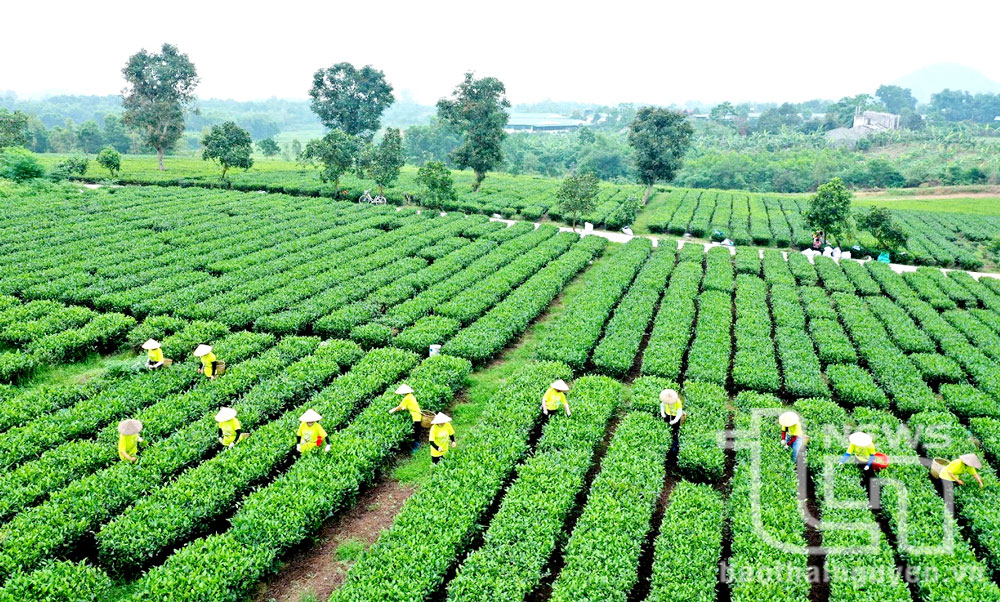 Vùng chè Phúc Thuận (TP. Phổ Yên).