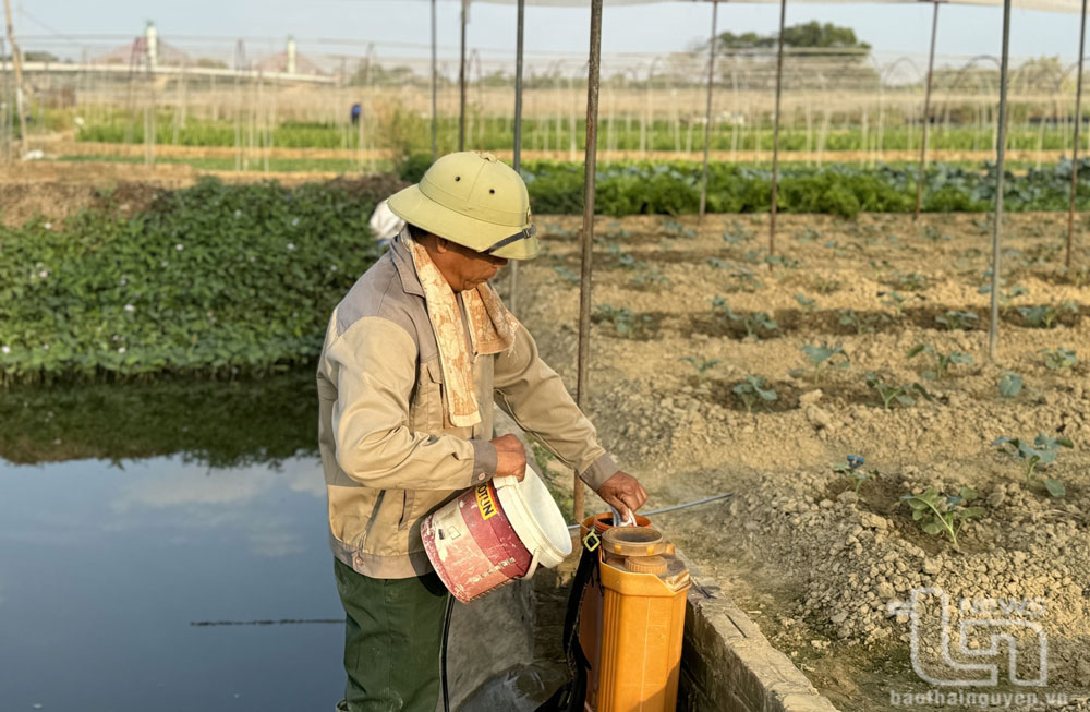 Chủ động phòng chống rét, sâu bệnh hại cây trồng