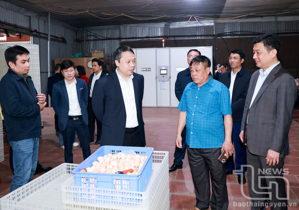 Chủ tịch UBND tỉnh Thái Nguyên thăm mô hình chuyển đổi số trong chăn nuôi
