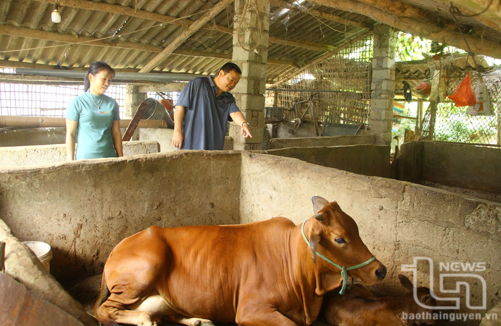 Định Hóa: Không để đàn vật nuôi thiệt hại vì rét