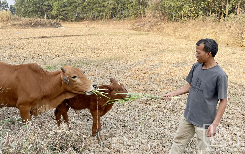 Nhờ được vay vốn từ Ngân hàng Chính sách xã hội, gia đình ông Nguyễn Xuân Bằng, xóm La Lý, có nguồn lực đầu tư phát triển kinh tế và thoát nghèo năm 2024.