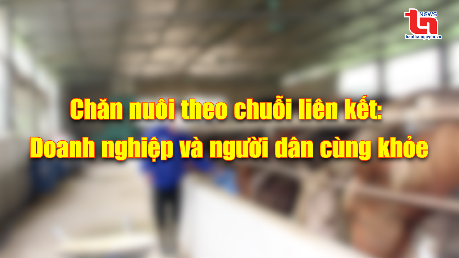 Góc nhìn cuối tuần ngày 16/02/2025: Chăn nuôi theo chuỗi liên kết: Doanh nghiệp và người dân cùng khỏe