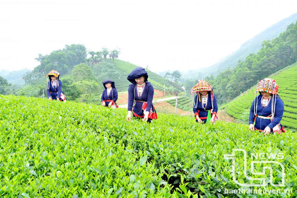 Bà con dân tộc Dao ở xã Phú Xuyên (Đại Từ) thu hái chè.