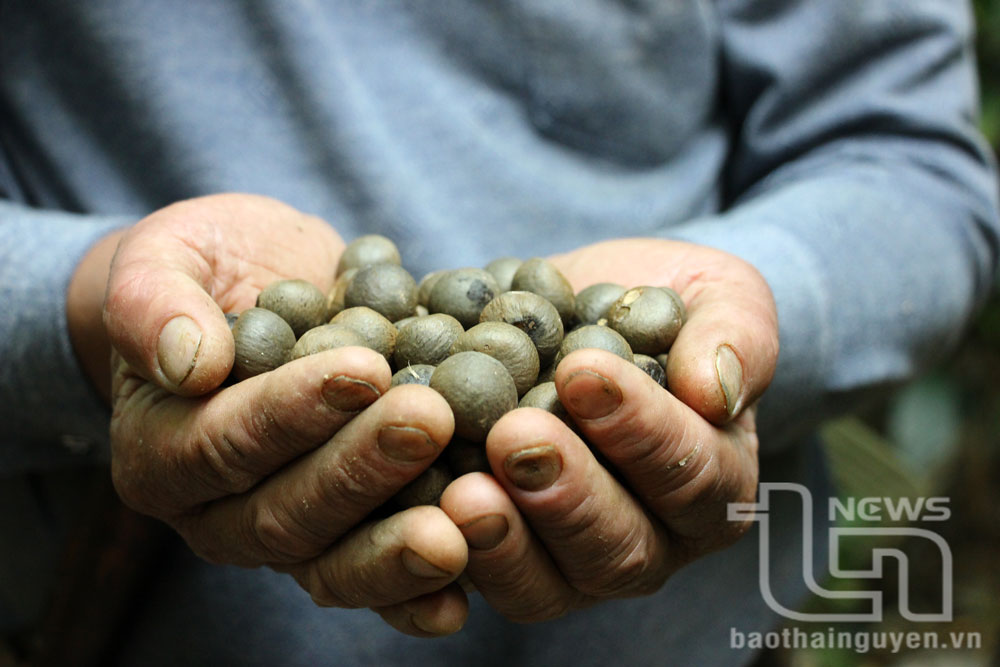 Hạt của cây chè cổ giống hạt chè trung du Thái Nguyên.