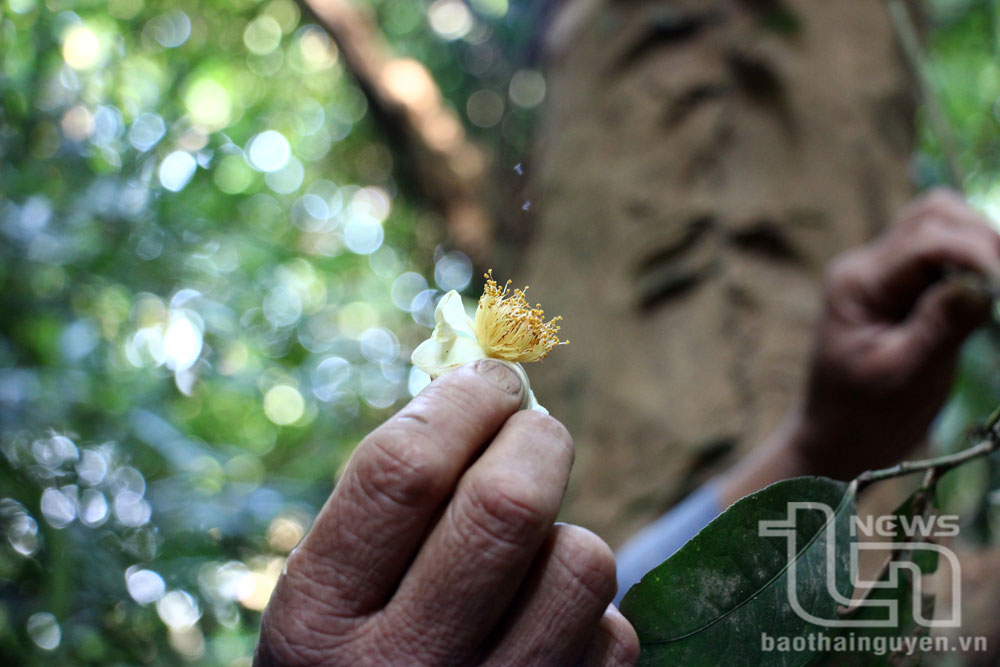 Hoa của cây chè cổ giống hoa chè trung du Thái Nguyên.