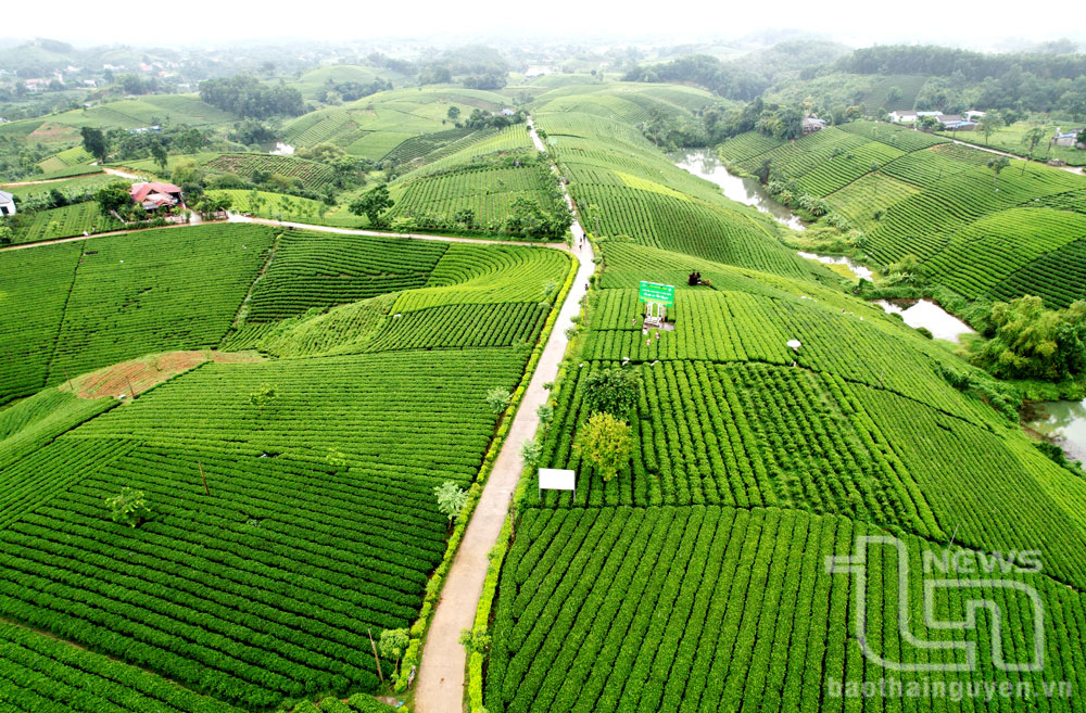 Xã Hoàng Nông (Đại Từ) với thời tiết quanh năm mát mẻ, người dân chủ yếu sinh sống bằng nghề làm chè. Nơi đây có những đồi chè được đánh giá đẹp nhất tỉnh.