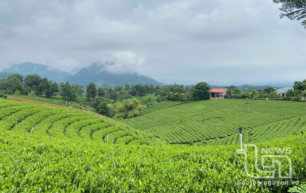 Những đồi chè đẹp ở xã Hoàng Nông (Đại Từ).