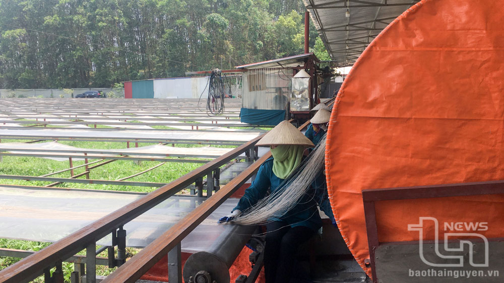 Thái Nguyên: 590 hợp tác xã nông nghiệp duy trì hoạt động ổn định