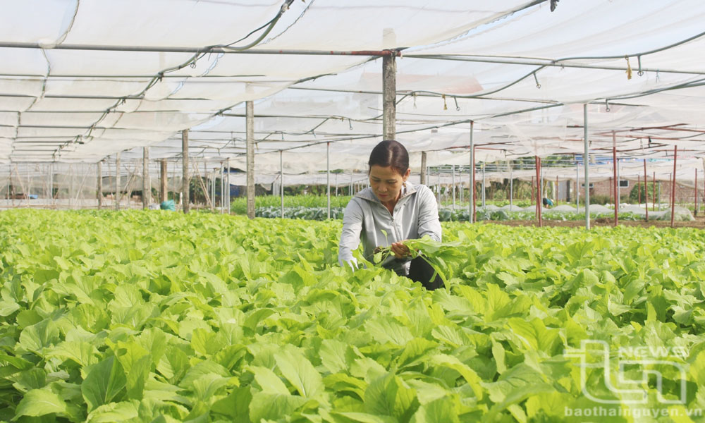 Thay đổi tư duy, cách làm nông nghiệp