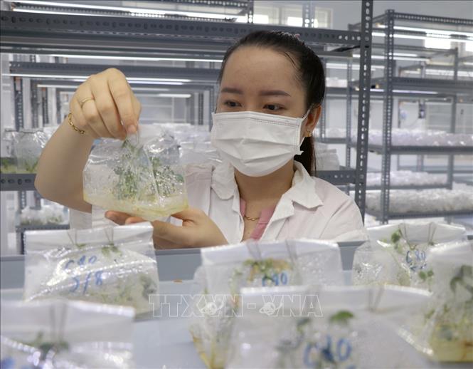 Cán bộ kỹ thuật của Khu nông nghiệp ứng dụng công nghệ cao Phú Yên kiểm tra giống sắn chống bệnh khảm lá được nuôi cấy trong phòng thí nghiệm. Xuân Triệu/TTXVN