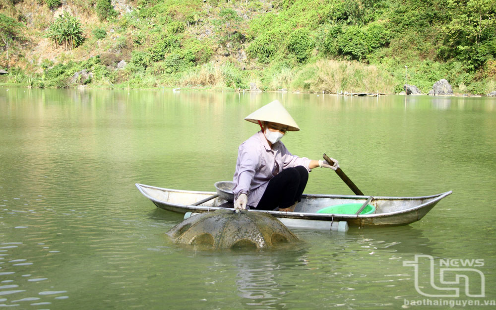 Do chủ động tích trữ và kiểm soát tốt tình trạng thất thoát nước nên các hồ chứa trên địa huyện Võ Nhai có đủ nước phục vụ sản xuất vụ xuân.