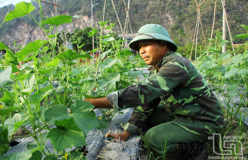 Liên kết tiêu thụ nông sản: Giúp người dân yên tâm sản xuất