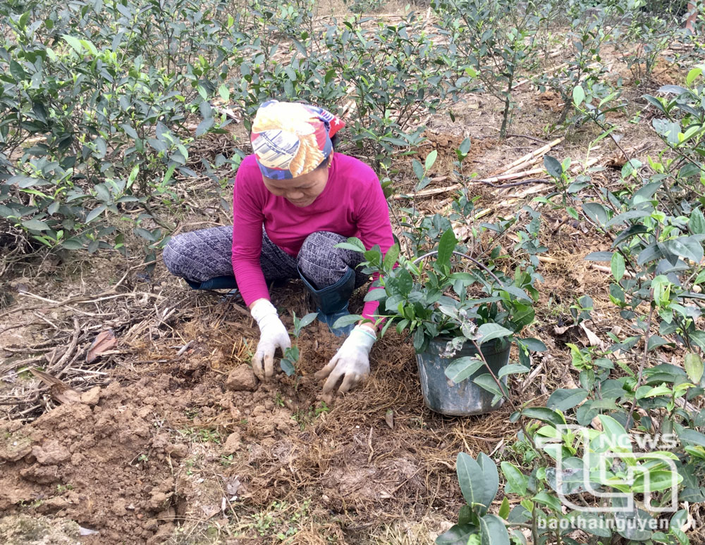 Dự kiến trồng mới, trồng lại 350ha chè
