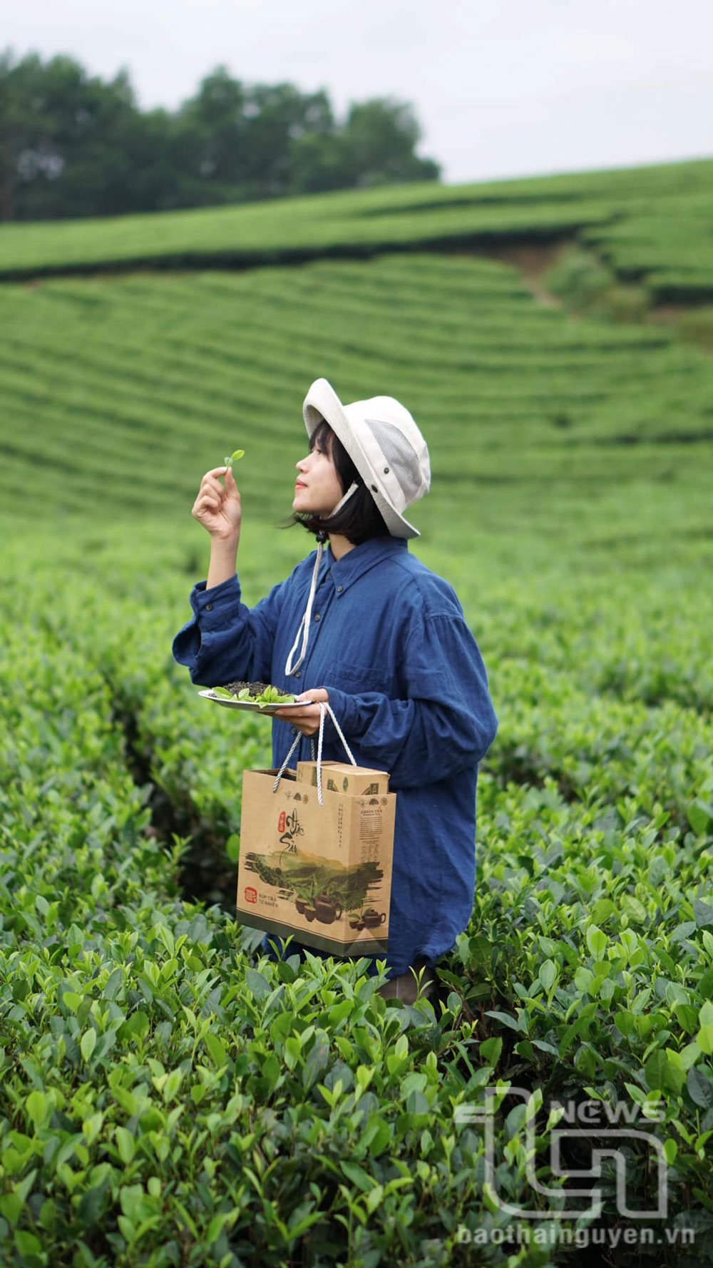 Sản phẩm trà, bột matcha trà xanh được giới thiệu trên trang tiktok, youtube của Nguyễn Hải Yến, xã La Bằng (Đại Từ).