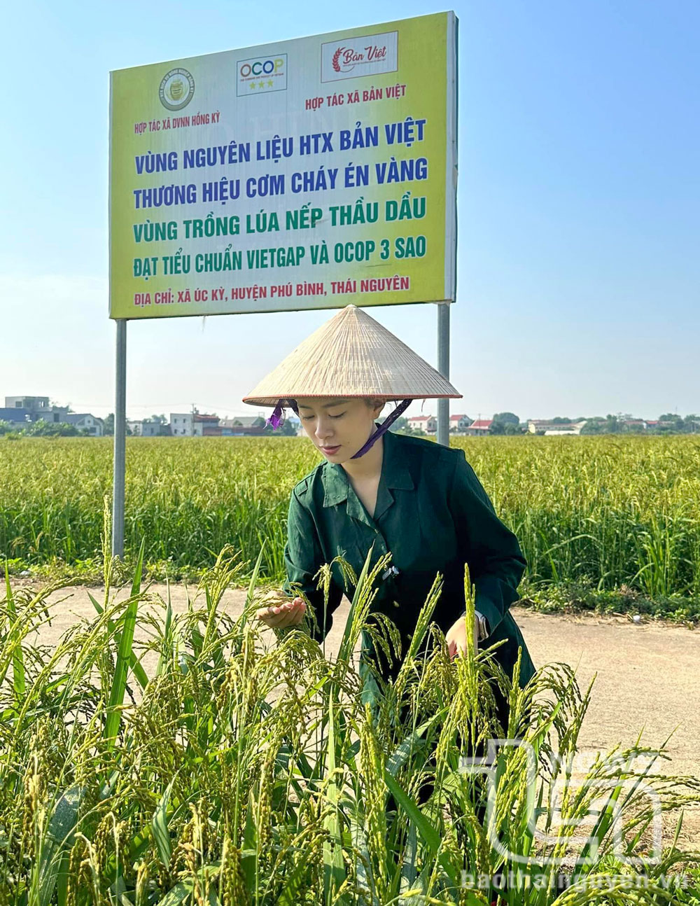 Bùi Thị Hải Yến, Giám đốc Hợp tác xã sản xuất và thương mại, dịch vụ Bản Việt tại vùng nguyên liệu lúa nếp thầu dầu, xã Úc Kỳ (Phú Bình).
