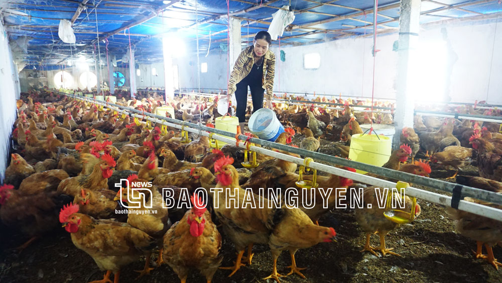 Chủ động tiêu độc, khử trùng trong chăn nuôi