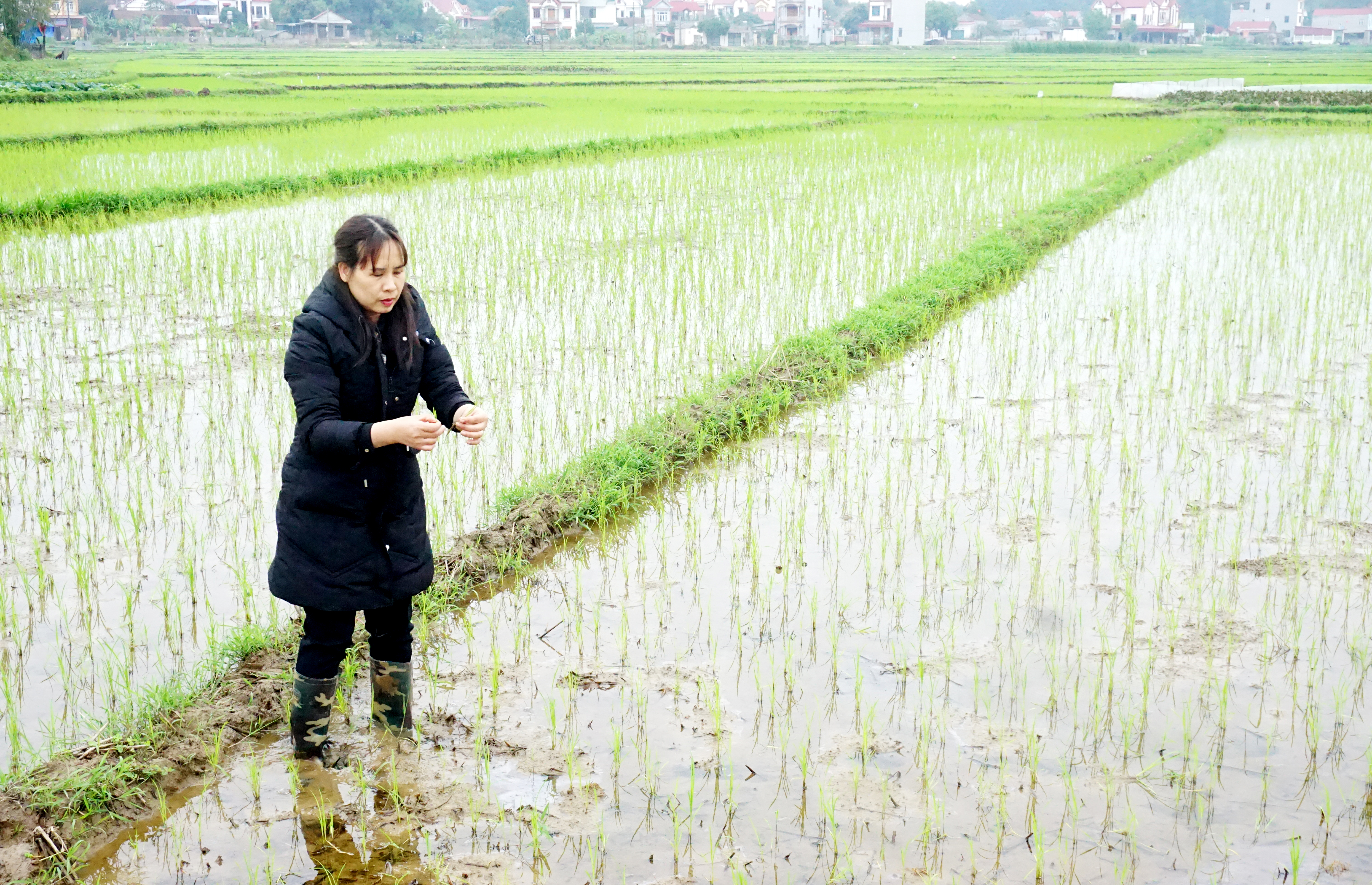 Tập trung phòng trừ sâu bệnh gây hại cây trồng vụ xuân