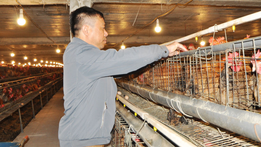 Phú Bình: Tiêm 650.000 liều vắc-xin phòng bệnh cho đàn vật nuôi