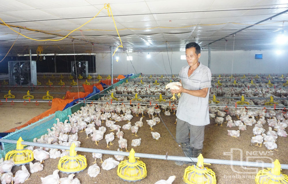 Bảo vệ môi trường để phát triển chăn nuôi bền vững