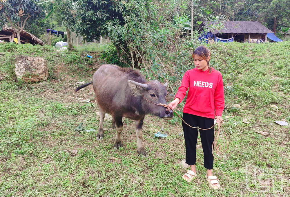 Sau hơn 3 tháng được nhận hỗ trợ trâu từ dự án, mặc dù đã tìm đủ mọi cách chữa trị nhưng con trâu của gia đình bà Triệu Thị Nải, xóm Bản Nác, xã Liên Minh (Võ Nhai) vẫn chưa khỏi đau mắt.