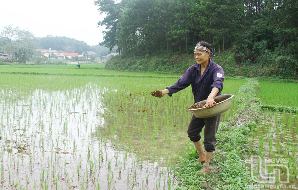 Tích cực chăm sóc, bảo vệ lúa xuân