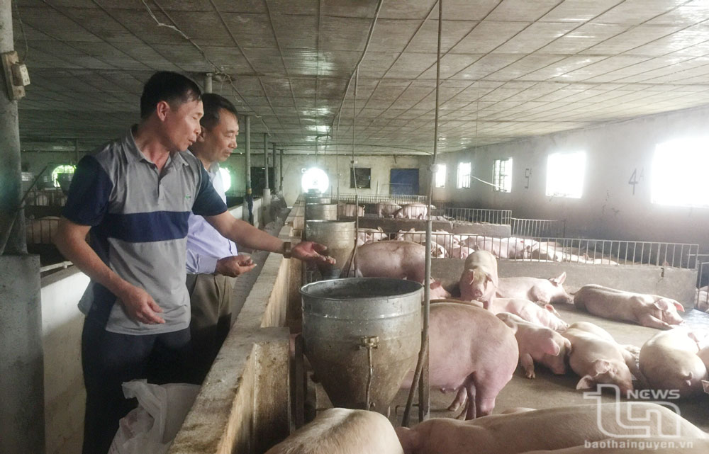 Làm giàu từ chăn nuôi gia công