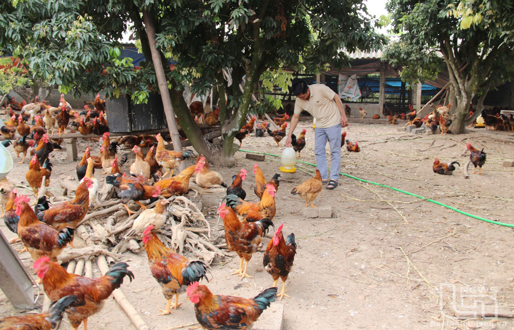 Bàn Đạt linh hoạt phát triển kinh tế