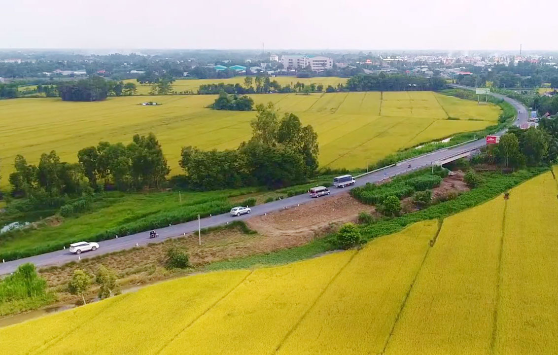 Cây lúa Phú Bình