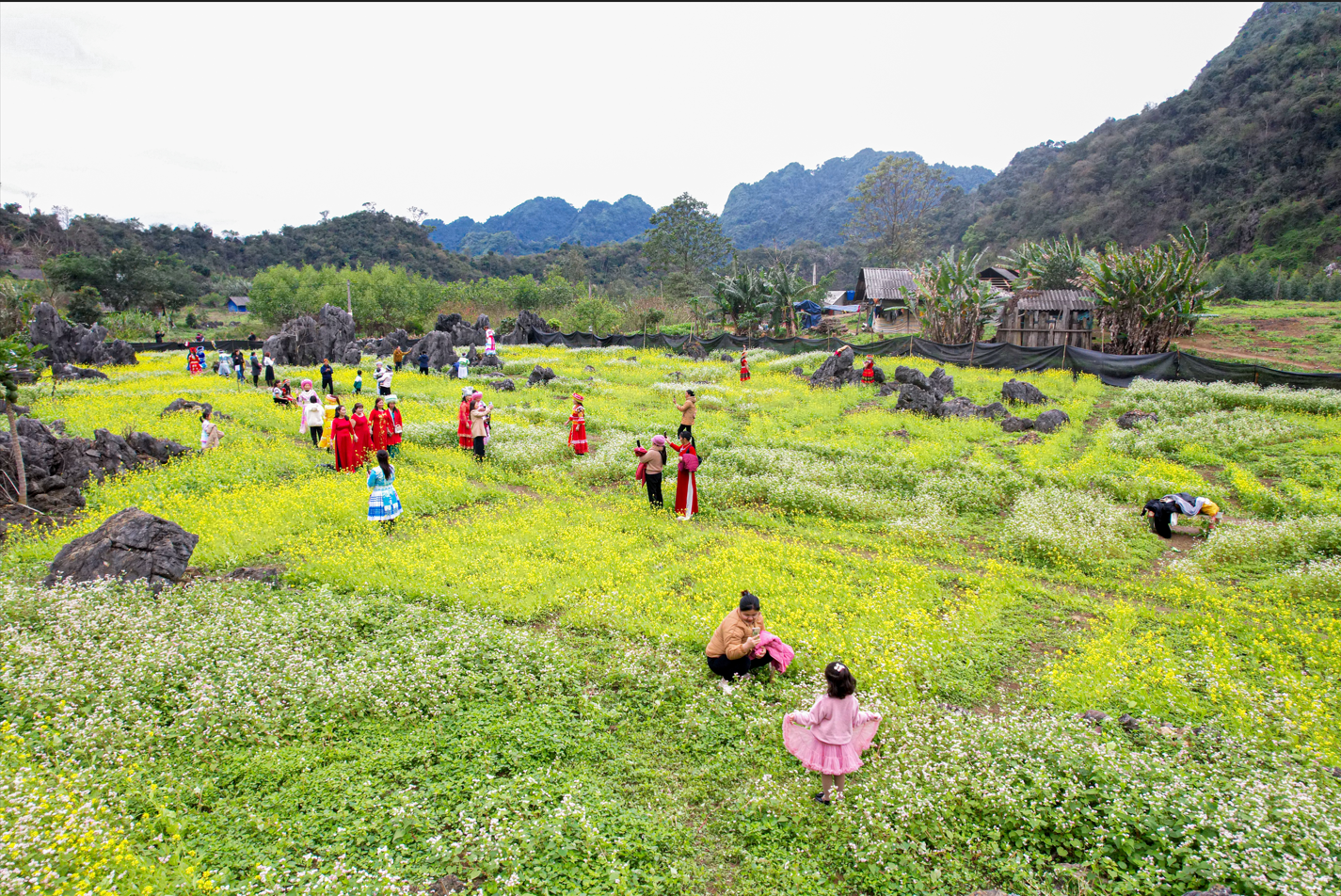 Mê mẩn vườn hoa trên núi