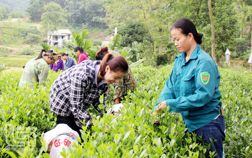 Phú Lương: Chuyển đổi 206ha cây trồng trên đất trồng lúa