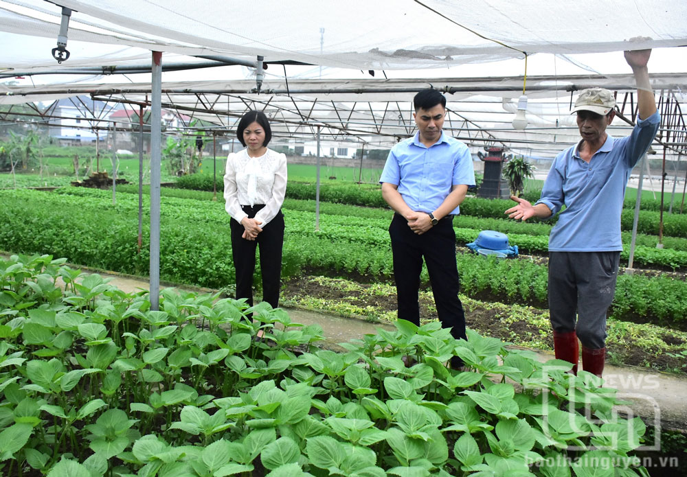 Hợp tác xã dịch vụ nông nghiệp Đông Cao, phường Đông Cao (TP. Phổ Yên) lắp đặt hệ thống nhà lưới, sản xuất các loại rau theo tiêu chuẩn VietGAP.