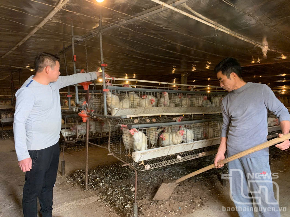 Sử dụng đệm lót sinh học trang trại gà của anh Dương Văn Luận, xóm Cà, xã Tân Khánh (Phú Bình) giảm ô nhiễm môi trường.