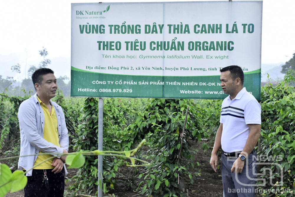 Công ty cổ phẩn sản phẩm thiên nhiên DK- Natura, trú tại xã Yên Ninh, Phú Lương) liên kết với nông dân xây dựng vùng nguyên liệu dây thìa canh lá to theo tiêu chuẩn organic từ nhiều năm nay.