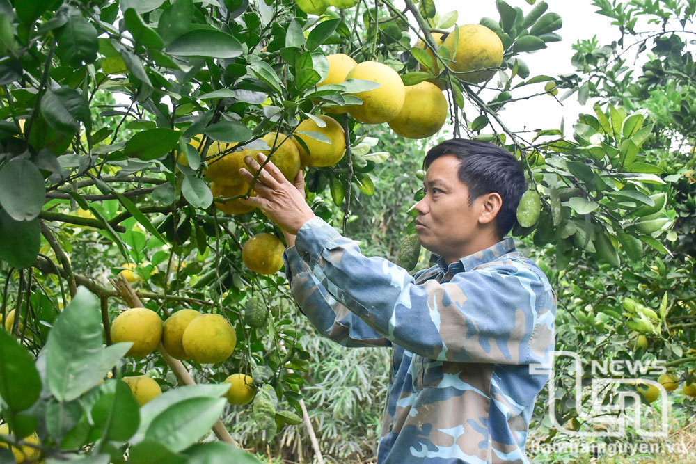 Vườn cây ăn quả với diện tích 3ha của anh Ngô Văn Trường, xóm Na Tranh, xã Nam Hoà (Đồng Hỷ) được trồng, chăm sóc theo hướng hữu cơ.