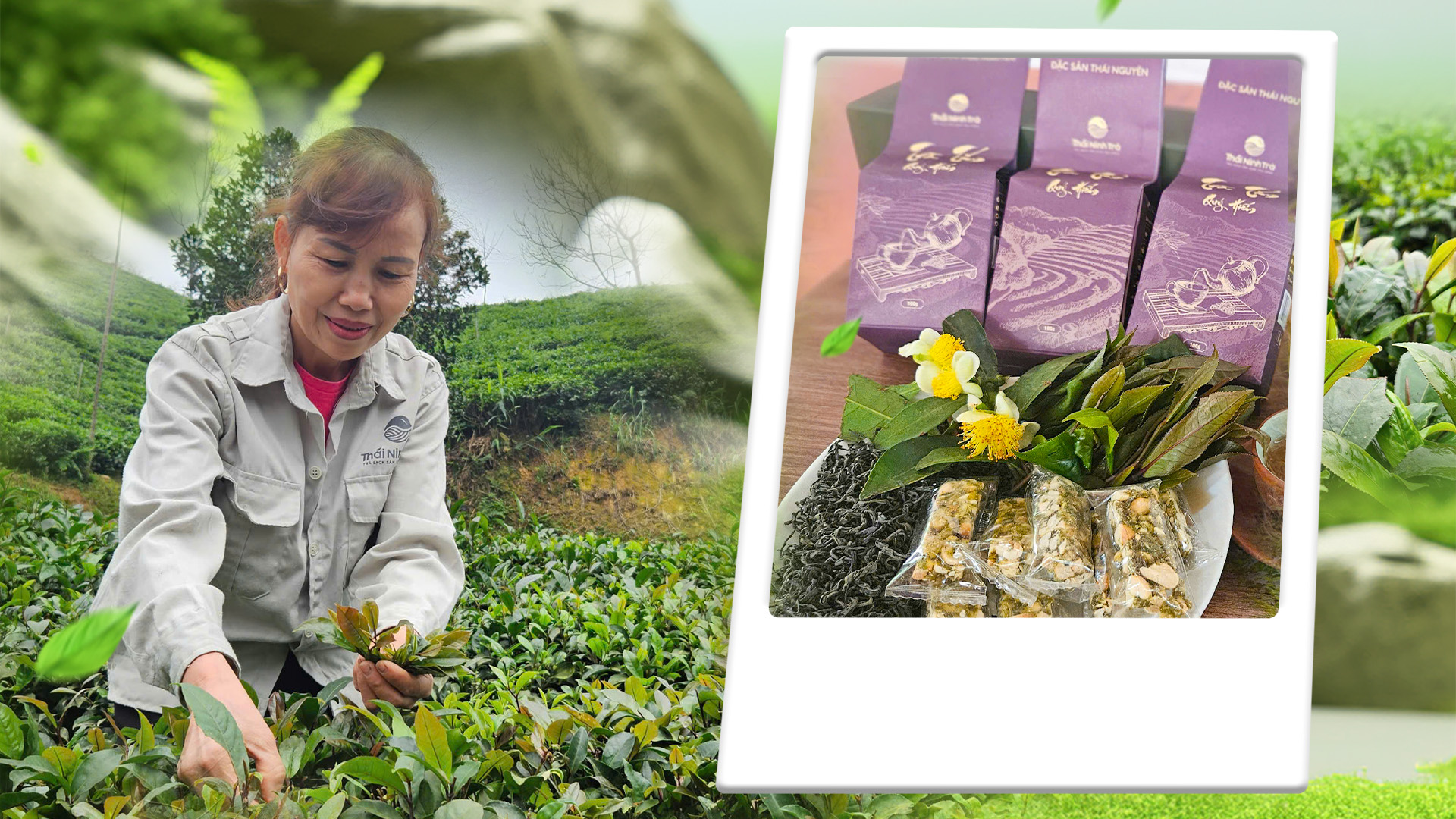 Độc đáo chè tím trên bản đồ chè Thái Nguyên