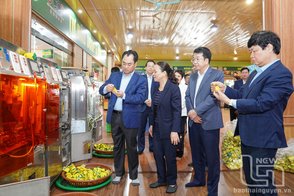 Sớm mở rộng vùng chè tập trung quy mô lớn tại Tân Cương
