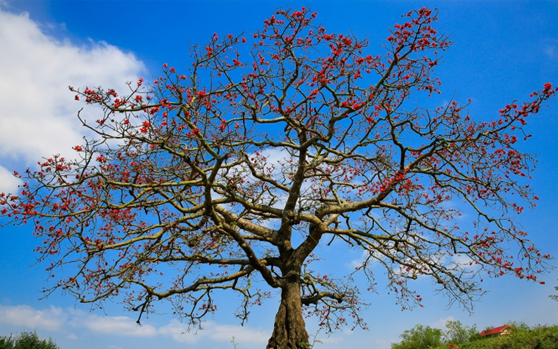 Đường xưa có hoa gạo đỏ
