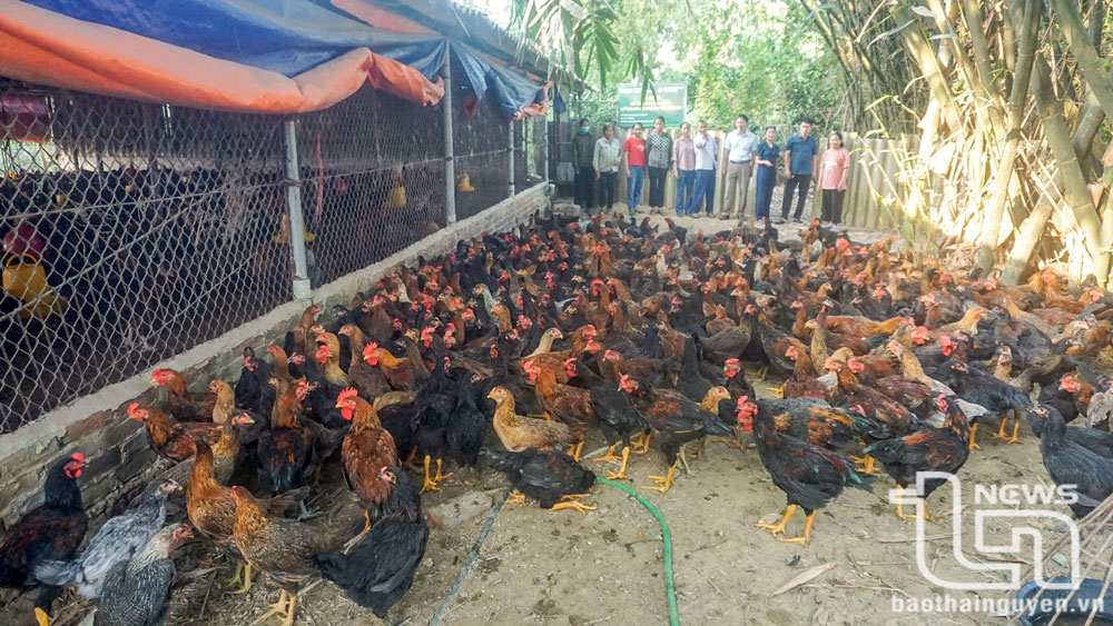 Thêm hơn 50 trang trại được cấp chứng nhận VietGAP